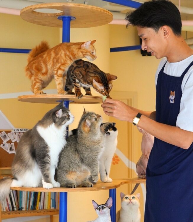 Kin Neko – Pet Grooming & Hotel
