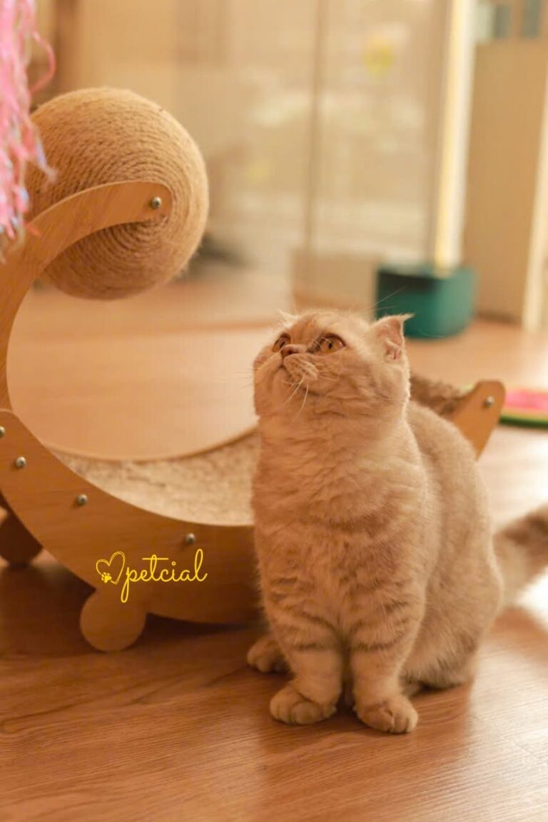 Petcial – Pet Grooming & Cat Hotel